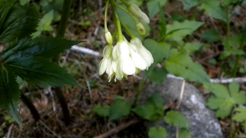 Cardamine enneaphyllos / Dentaria a nove foglie